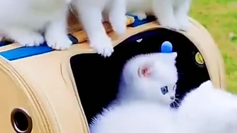 Handsome little white cat bule eyes