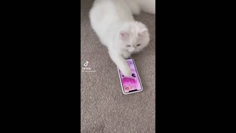 VIRAL Cat videos on TIKTOK