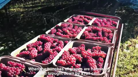 Colorful Japanese Grape Garden - Famous and Expensive Grape Harvest - Japanese Grape Farm