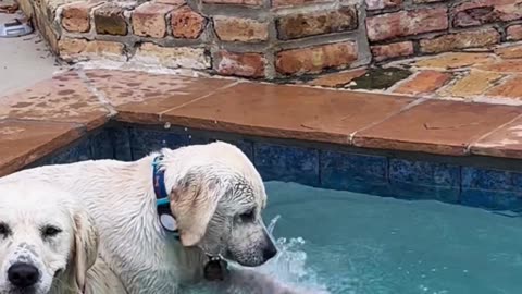 Dog Won't Let Friend Retrieve Ball