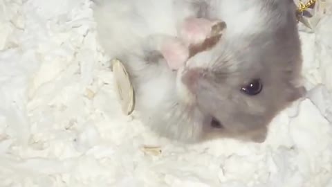 Greedy hamster unfazed by fall, continues eating