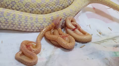 whitening chessboard garter snake production process