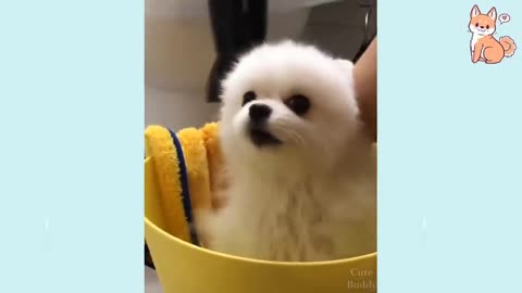 funny Dog video