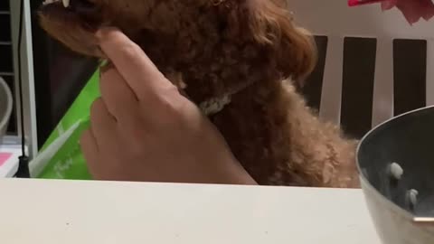 Toy Poodle I don't want to groom