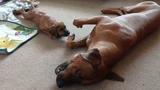 Dog Teaches Pup To Rough House Sedately Indoors