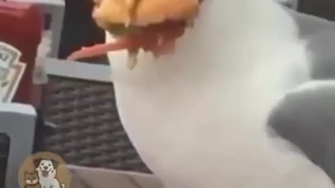 Seagulls steal food - Let's eat together - 4