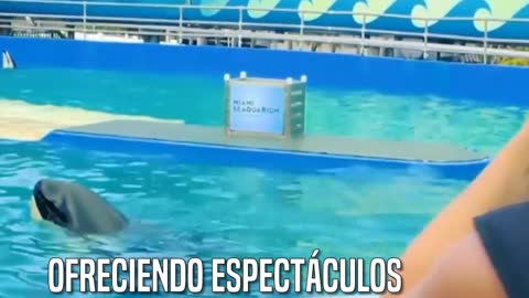 Piden libertad para la orca Lolita, cautiva en un pequeño tanque de SeaWorld