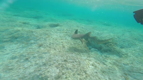 Persistent shark pesters Lionfish hunter for food