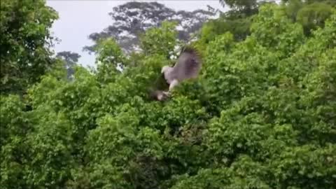 sloth vs Eagle. Animal Fight