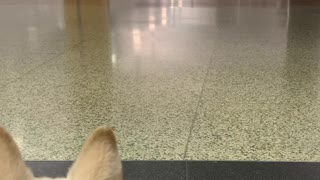 Super Excited Doggo Dives in for Airport Reunion