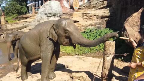 Baby Elephant Feeding