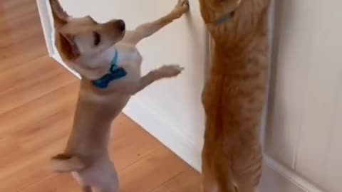 baby cat fight