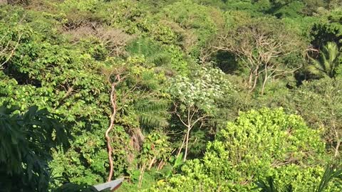 Sounds of the Rainforest, Roatan, Honduras