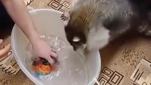 To catch a raccoon, you have to think like a raccoon