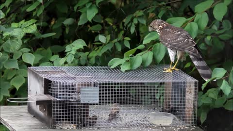 Accipiter on the sparrow trap