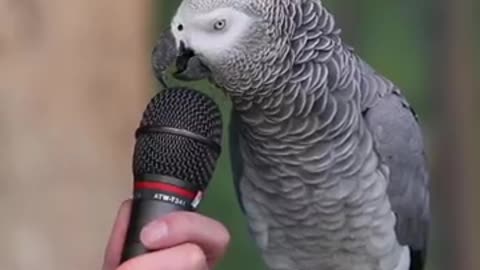 Papoušek odpovídá na otázky
