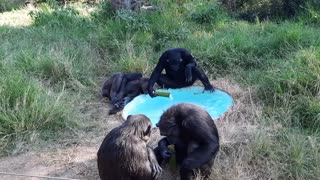 Chimps Enjoying Sugar Cane by a Pool on a Hot Summer's Day