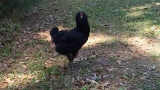 A chicken needed to vent