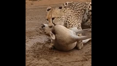 Cheetah is trying to kill deer.