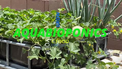 Micro AquaBioPoNics Summer 2021 Cantaloupe-Melon Season