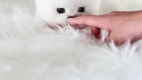 Cute white miniteacup Pomeranian puppy