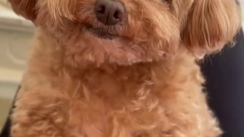 This dog's eyes are beautiful 😍