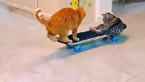 Cats Skateboarding (incredible) 🤣🤣
