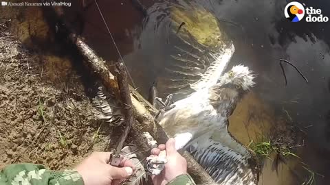 This Hawk Looks Right At His Rescuer As He Frees Him | The Dodo