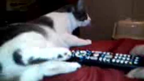 My cat thinks the TV remote is evil!