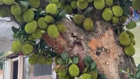 Jackfruits In A Tree🌴🌴