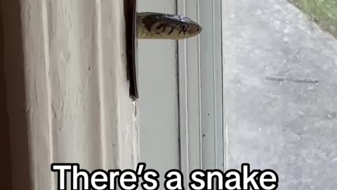 Snake Pokes Out From Door Jam