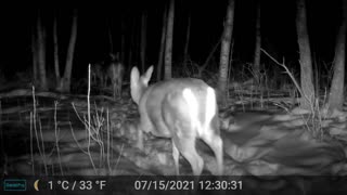 The Herd Out For A Midnight Walk