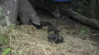 Large Black Hog Piglets