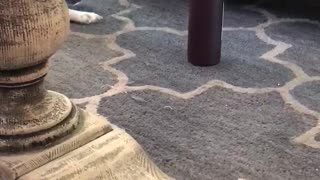 Black and white dog on carpet growling at brown bottle of wine