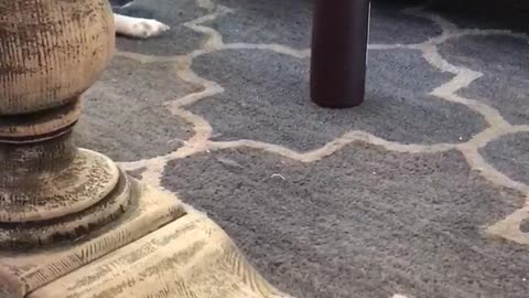 Black and white dog on carpet growling at brown bottle of wine