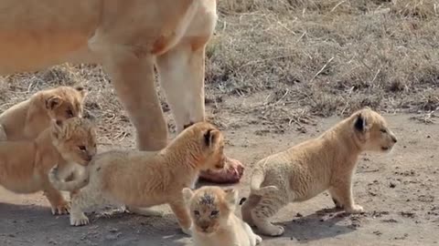 Cute baby lion cub 2