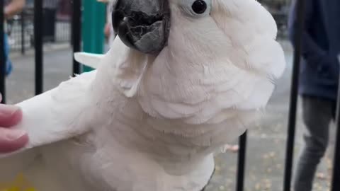 parrot |cockatiel parrot | Funny birds | Funny animals