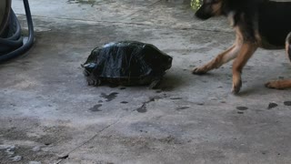 Turtle Takes on Two Dogs