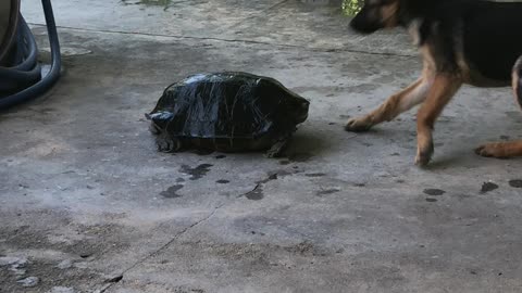 Turtle Takes on Two Dogs