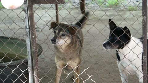 Poor abandon dogs in shelter, wagging tail and waiting for new owner to adopt