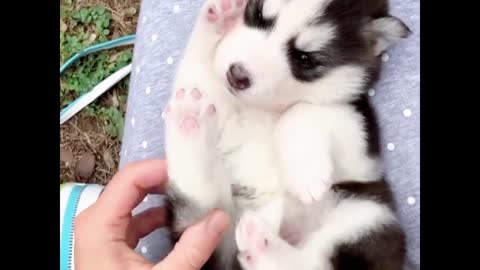 Cute Alaskan sleigh dog