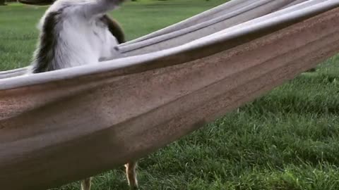Cute baby goat chills out on hammock