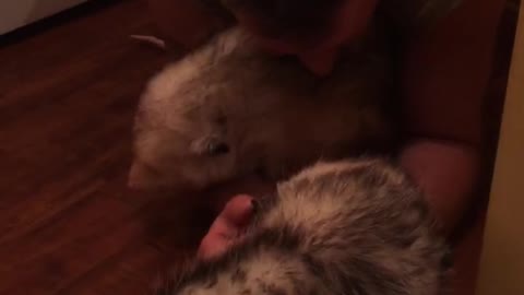 Spoiled possums getting some snuggle time!