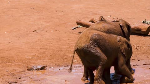 A small family of elephants