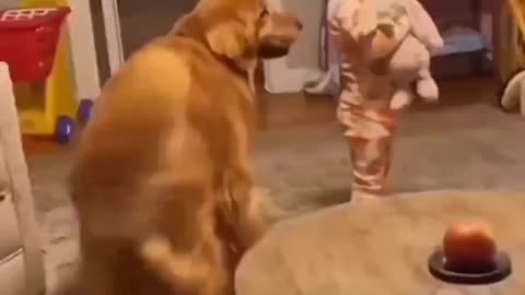 Another dance video of dog 🐶🐕