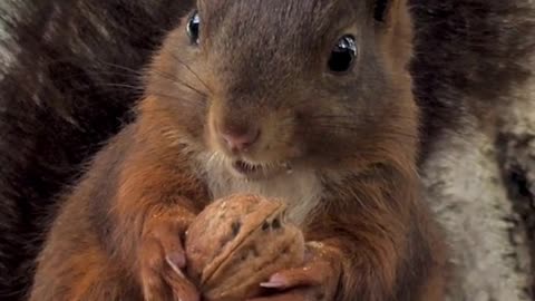 Squirrel Close Up