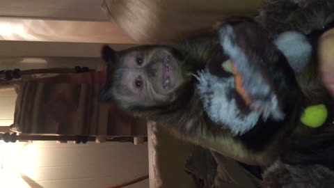 Primate’s Parental Instincts Kick In When He Takes Dog Toy As His Own