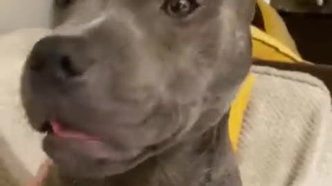 Funny Dogs' reactions you can watch