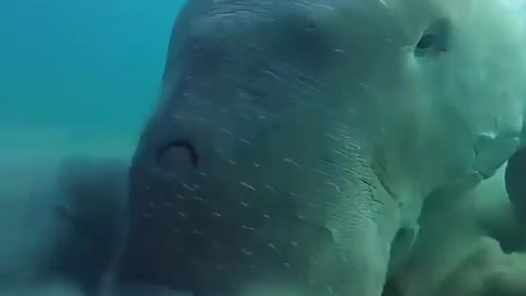 The dugong, or "sea cow," is a plant-eating marine mammal.