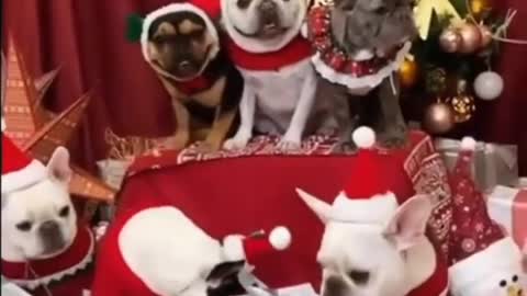 My All Pup Are Ready For Christmas Party 2021